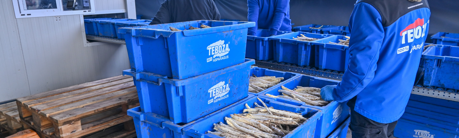 Stack-and-nest containers deployed by Teboza Asparagus
