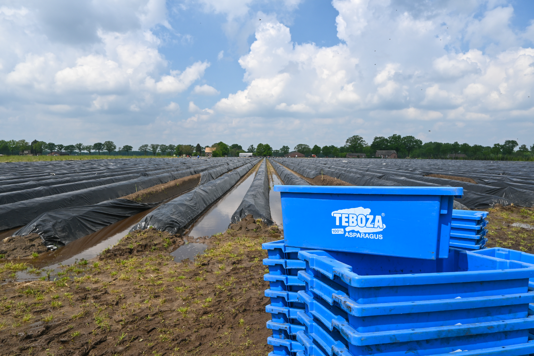 Asparagus cultivation Teboza