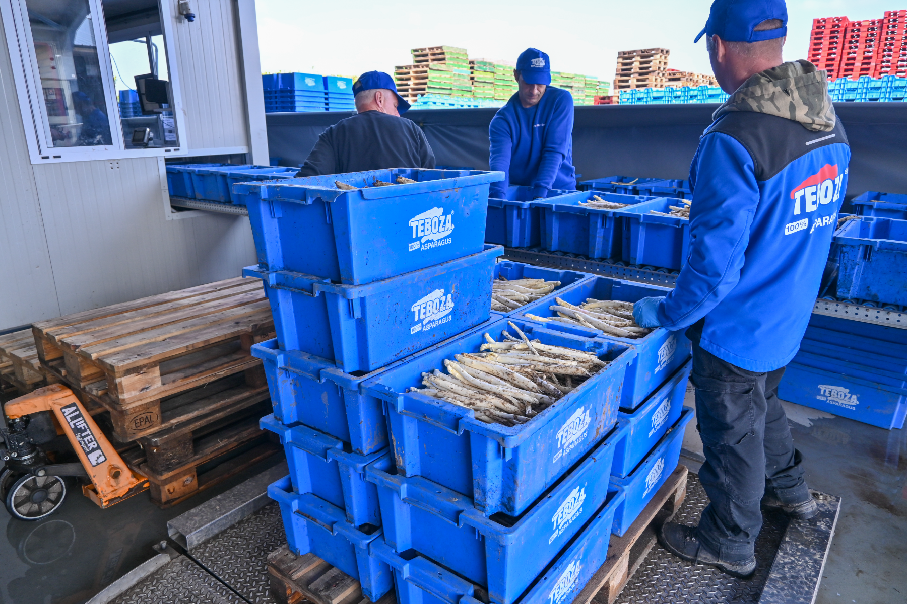 Asparagus processing