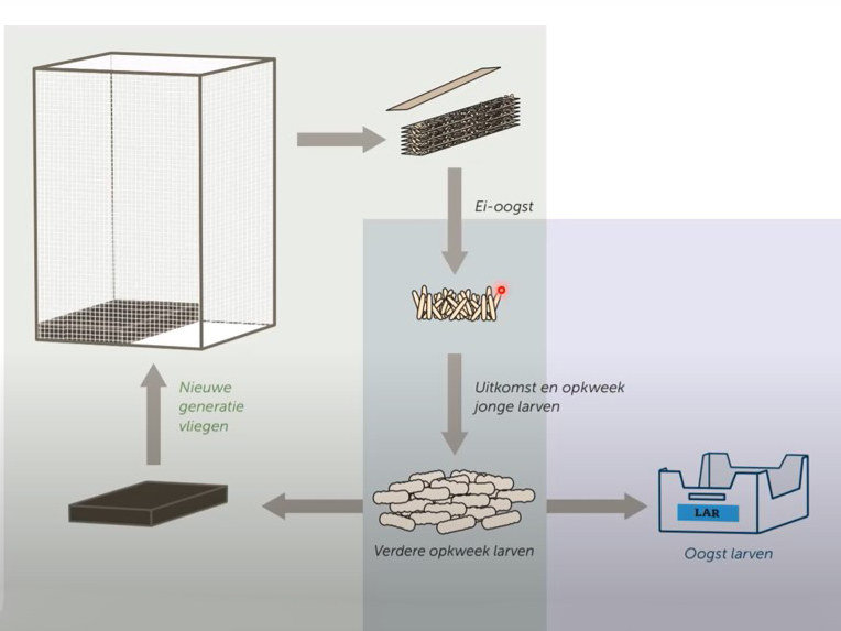 black soldier fly breeding cage